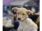 Fraser Labrador Retriever Puppy Male