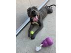 Joni American Pit Bull Terrier Adult Female
