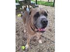 Ace Cane Corso Young Male