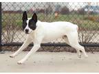 Cain American Pit Bull Terrier Young Male