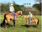 Quarter Trail Ranch Gelding