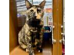 Adopt Ms. Jingles a Domestic Short Hair