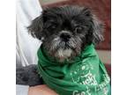 Adopt Sissy a Shih Tzu, Yorkshire Terrier