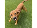 Adopt Noel a Black Mouth Cur