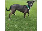 Adopt Glitter a Border Collie, Black Labrador Retriever