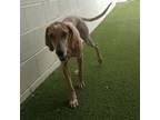 Adopt Miranda Lambert a Treeing Walker Coonhound