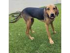 Adopt Naomi a Beagle, Hound