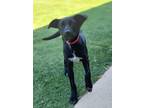 Adopt Quest a Labrador Retriever, Hound