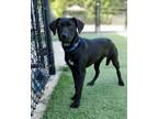 Adopt River a Labrador Retriever, Hound