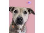 Adopt Aria a Black Mouth Cur, Mixed Breed