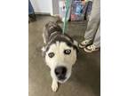 Adopt Maya a Husky
