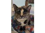 Adopt Daisey a Domestic Short Hair