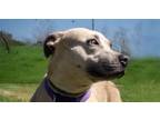 Adopt Lola a Mixed Breed
