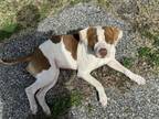 Adopt Peaches a Mixed Breed