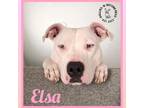 Adopt Elsa a White Pit Bull Terrier dog in Omaha, NE (39026591)