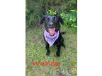 Adopt Wendy 123012 a Labrador Retriever, Border Collie