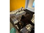 Adopt Sky a Domestic Short Hair