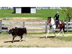 Sully~Gentle Giant Perch Cross*Foxhunter/Ranch/Husband Horse!