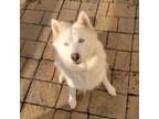 Adopt Satara a Siberian Husky