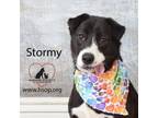 Adopt Stormy a Shar-Pei