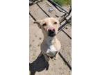 Adopt FREYA a Pit Bull Terrier, German Shepherd Dog