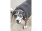 Adopt Bella- sooo precious a Gray/Silver/Salt & Pepper - with Black Beagle /