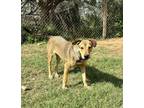 Adopt Nikki's Brother a Shepherd, Mixed Breed