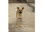 Adopt Maddie a Terrier, Mixed Breed