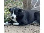 Adopt Pooka a American Staffordshire Terrier