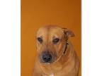 Adopt Cinnamon a Labrador Retriever, Mixed Breed