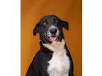 Adopt Diva a Labrador Retriever, Mixed Breed