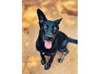 Adopt Reba a German Shepherd Dog, Mixed Breed