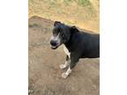 Adopt Becca a Staffordshire Bull Terrier, Mixed Breed