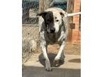 Adopt Mercedes a American Staffordshire Terrier