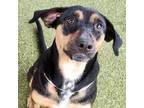 Adopt Chanel a Redbone Coonhound, Chow Chow