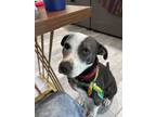 Adopt Jupiter a Pointer