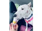 Adopt Dogo "Nola" a Dogo Argentino