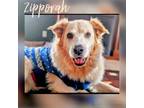 Adopt Zipporah - MI a Great Pyrenees, Mixed Breed