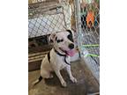Adopt Yin yang a Pit Bull Terrier