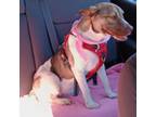 Adopt Libby a Pointer, Cattle Dog