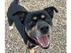 Adopt TYSON a Bernese Mountain Dog, Mixed Breed