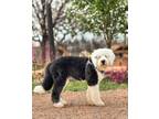Adopt Panda a Old English Sheepdog