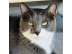 Adopt Arnold a Domestic Short Hair