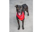 Adopt LIMBO a Labrador Retriever, Mixed Breed