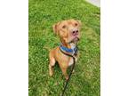 Adopt WATSON a Pit Bull Terrier