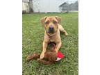 Adopt MAUS a Pit Bull Terrier