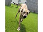 Adopt Jimmy Buffet a Mountain Cur, Mixed Breed