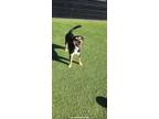 Adopt Reckless a Labrador Retriever, Hound