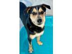 Adopt JACKSON P a Australian Cattle Dog / Blue Heeler, Labrador Retriever