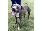 Adopt Nolan a Mixed Breed